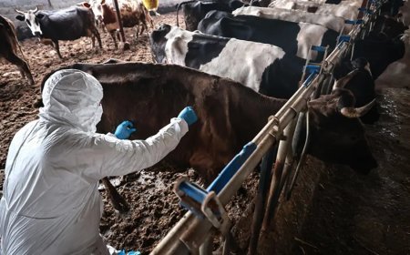 Sakarya'da 37 mahallede şap karantinası başlatıldı