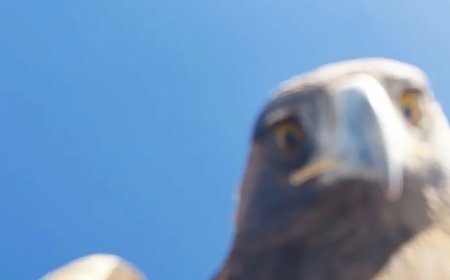 Kartal çekim yapan dronu kapıp dağın zirvesine bıraktı