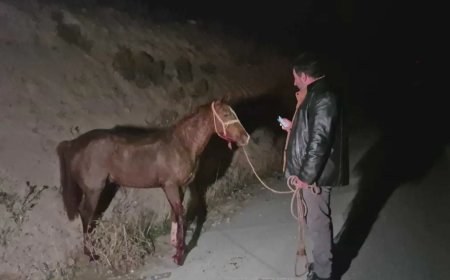 Milyonluk yarış tayları çiftlikten kaçtı. 8'i karayolunda telef oldu, zarar çok büyük