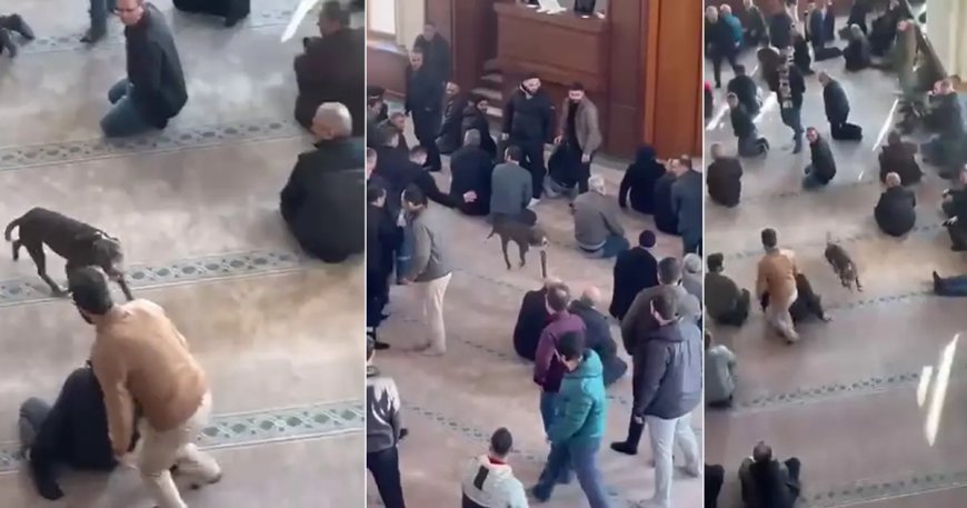 Camiye giren pitbullun sahibine adli ve idari işlem