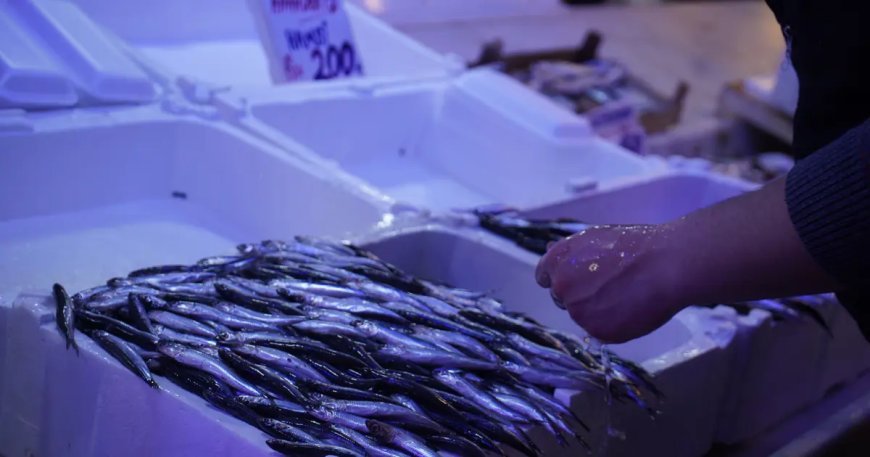 Hamsi boldu,  Gürcistan'a geçti. Tezgahta zirve ona kaldı