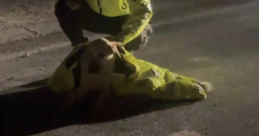 Polis, yaralı köpeğin üstünü montuyla örttü