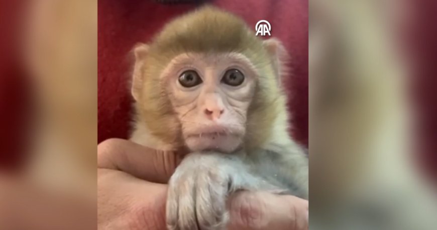 Elazığ'da denetimde ele geçirildi. "Minik bir misafirimiz var"