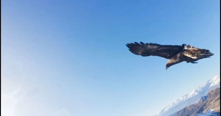 Kartalın kaptığı drone 6 saatlik tırmanışla geri alındı
