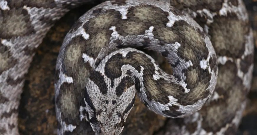 Çankırı'da kayıtlara geçen zehirli tür. Boyu 1 metre, başı üçgen, göz bebekleri dikey