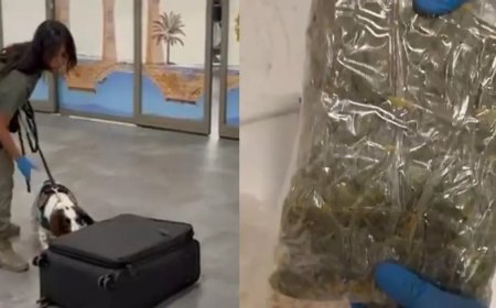 Yolcunun valizinden uyuşturucu çıktı. Mısır gevreği kutularına gizlemiş