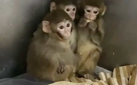Yasa dışı barındırılan makak maymunları koruma altında