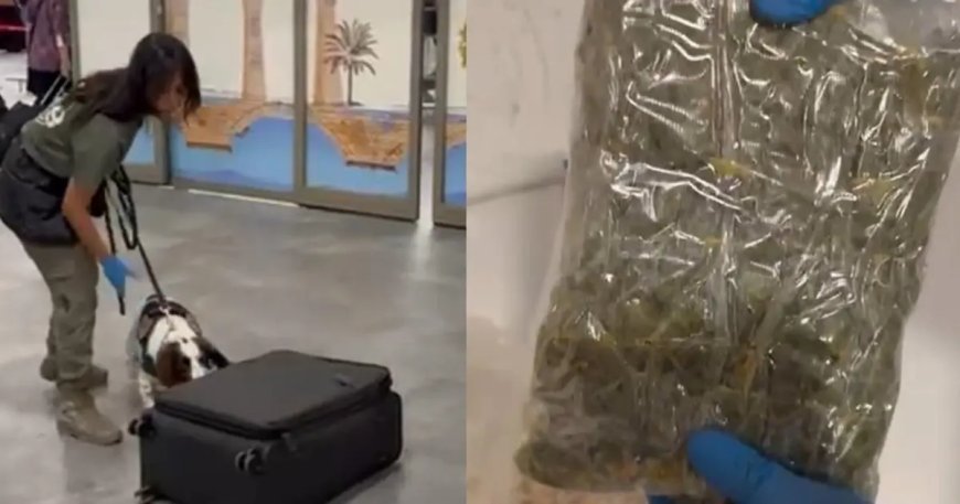 Yolcunun valizinden uyuşturucu çıktı. Mısır gevrekleri kutularına gizlemiş