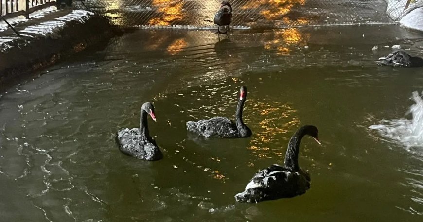 Ankara eksi 11 dereceyi gördü, Kuğulu Park buz tuttu