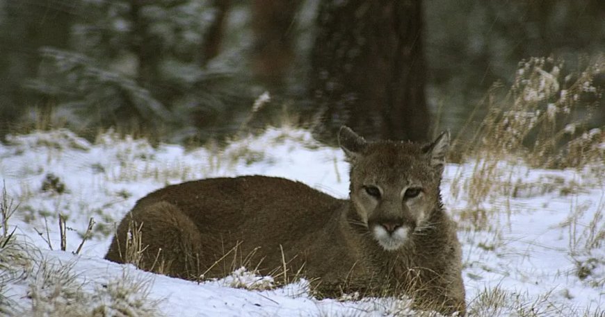 ABD'de dağda yürüyüş yapan kadın puma saldırısında öldü
