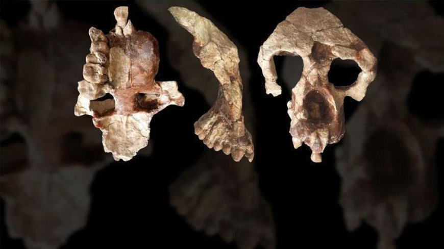 Fas'ta bakanlık duyurdu! Tam 773 bin yıl öncesine ait insan fosilleri