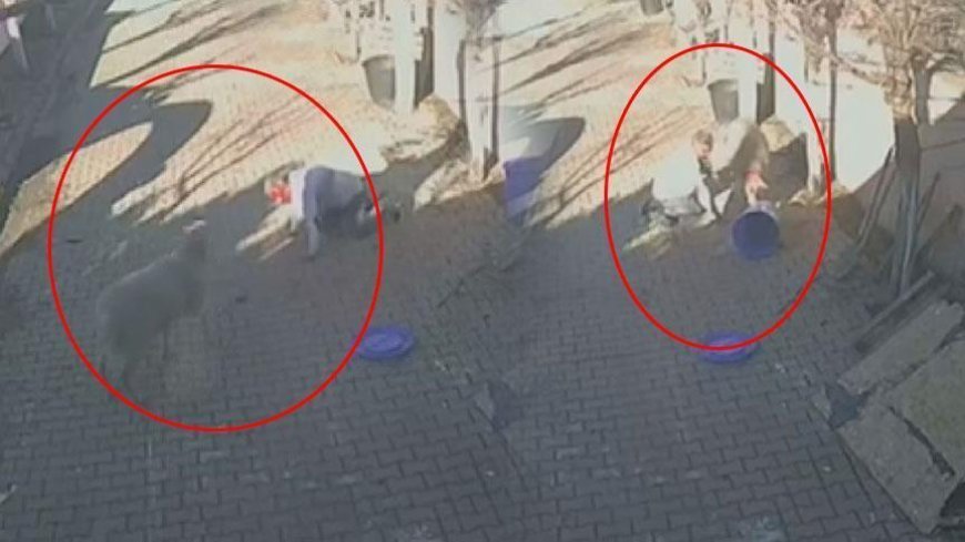 Silivri'de dehşete düşüren koç saldırısı! Sahibini hastanelik etti