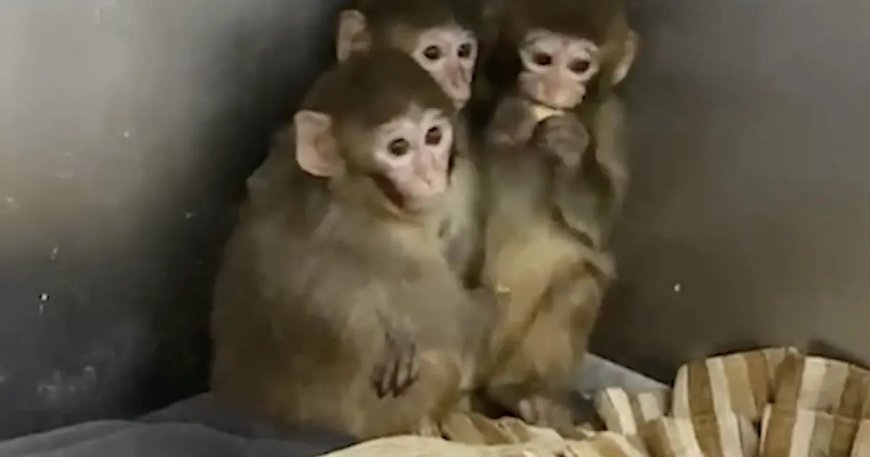Yasa dışı barındırılan makak maymunları koruma altında