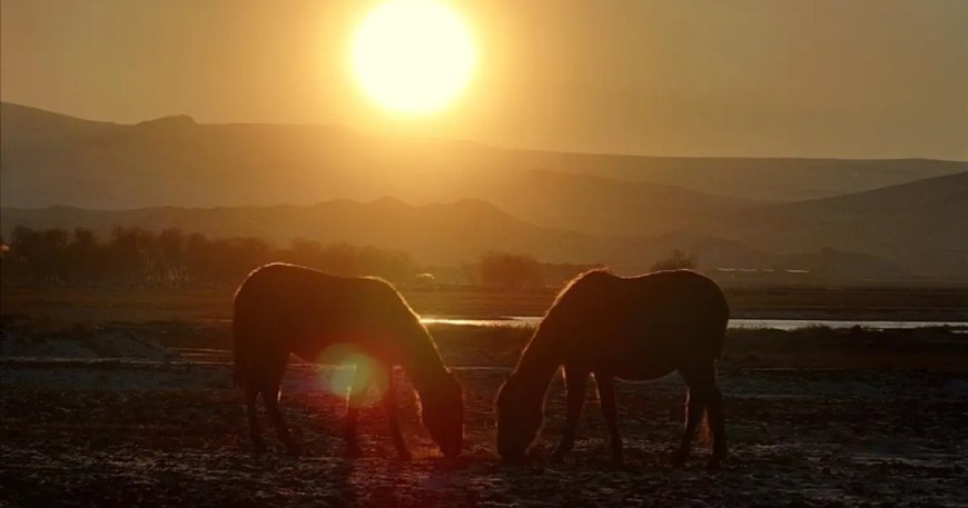 Hürmetçi Sazlığı'ndaki yılkı atları gün batımında dronla görüntülendi
