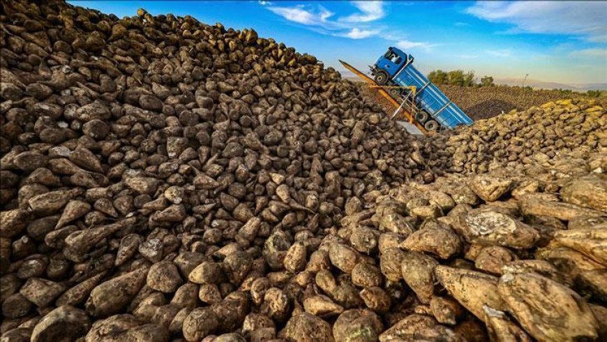 Türkiye'de üretilen şeker miktarı 3 milyon tonu bulacak