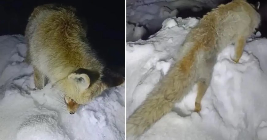Bu fotoğraf Rusya'dan değil, Türkiye'den... Yiyecek aradığı sırada ayakta dondu!