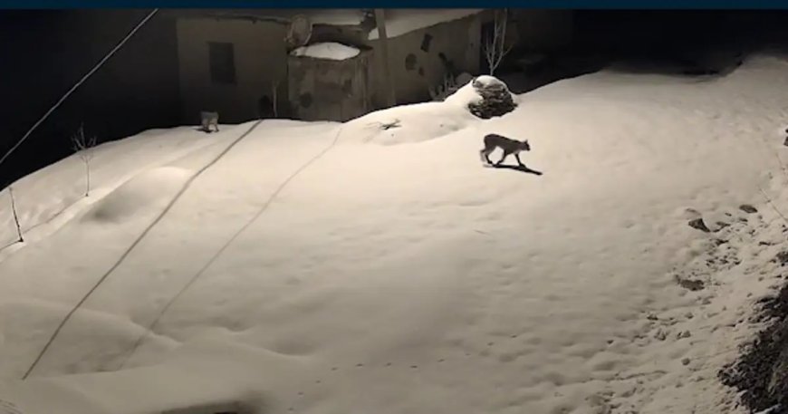 Aç kalan hayvanlar köylere indi!