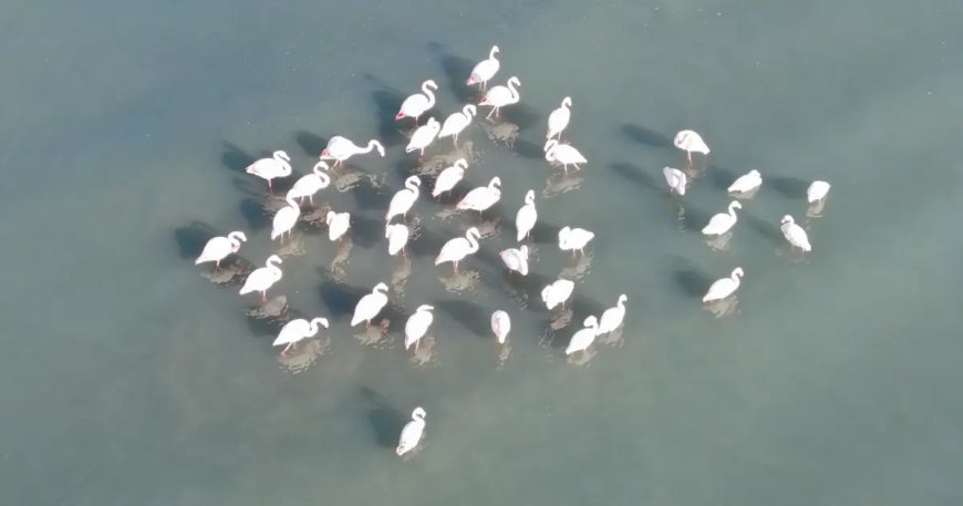 Flamingolar bu yıl da Van'dan göç etmedi