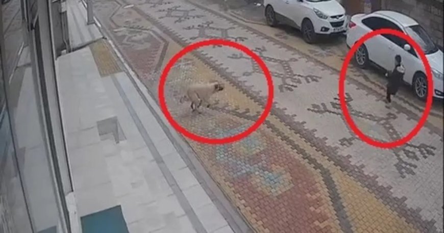 Köpeğin saldırısına uğrayan çocuğu esnaf kurtardı