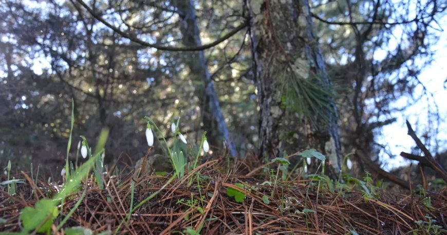 Tutup koparmanın bedeli cep yakıyor. Cezası 5 yılda 7 kat arttı