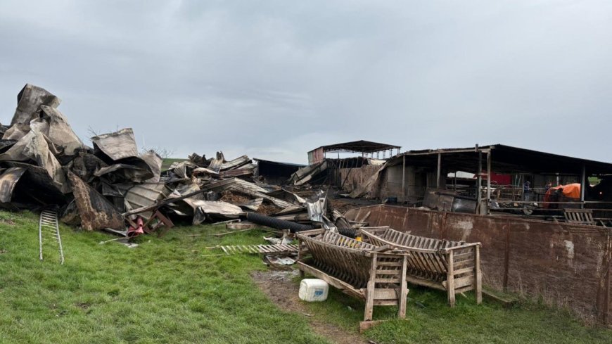 Tekirdağ'da çiftlik yangınında ölen küçükbaş sayısı 230'a yükseldi