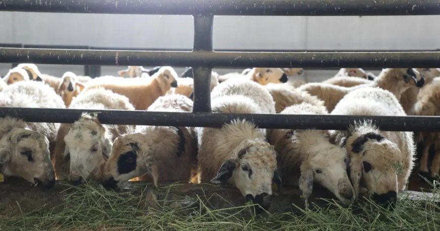 Elazığ'da çiçek hastalığı paniği. 6 köy karantinaya alındı