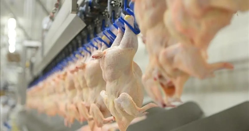 Tavuğa Ramazan öncesi zam kararı. Ticaret Bakanlığı ihracatı durdurulacak