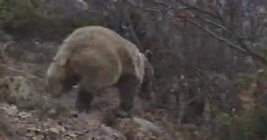 Korku dolu anlar. Arazide ayı ile karşı karşıya kaldı