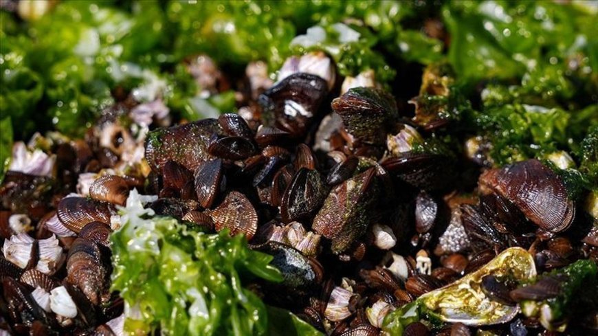 İzmir Körfezi’nde midyelerde hepatit A ve norovirüs iddiası! Resmi açıklama geldi