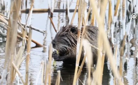 Ağrı Dağı eteklerindeki su maymunu beslenirken görüntülendi
