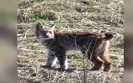 Yer: Sivas! Ormanın hayaleti 'vaşak' böyle görüntülendi! 'Doğadan nadir yaşanan bir an'