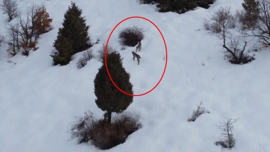 Kırmızı listede! Erzincan'da ortaya çıktılar: Karların içinde inanılmaz manzara