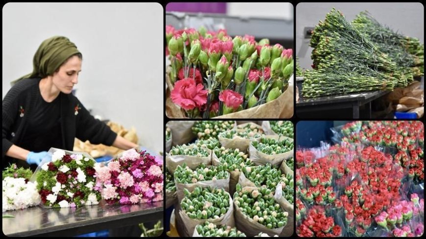Türkiye'den Dünya Kadınlar Günü için 35 ülkeye 80 milyon dal çiçek