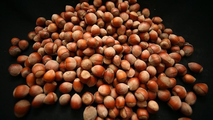 Trabzon'un fındık ihracatı 60,6 milyon doları aştı