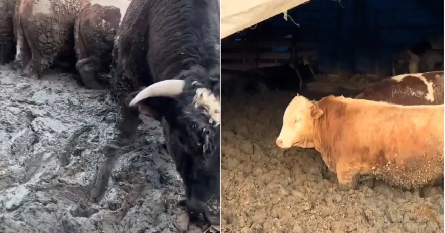 Hayvanlar hızlı kilo alsın diye Kurban Bayramı öncesi insanlık dışı görüntü. Bakanlık inceleme başlattı