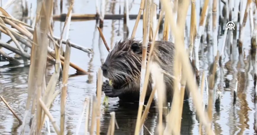 Ağrı Dağı eteklerindeki su maymunu beslenirken görüntülendi