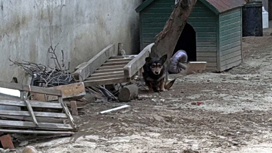 Pitbull’un saldırdığı ‘Reis’ isimli köpek, ağır yaralandı