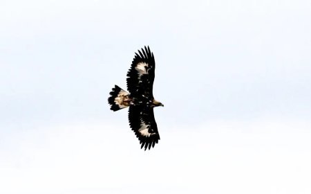 Kurt ve tilki avlayabiliyor! En tehlikeli yırtıcı kamerada: 320 kilometre hıza ulaşıyor