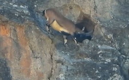 Dağ keçisi şaşkına çevirdi: Dev boynuzlarıyla dar mağaraya böyle girdi