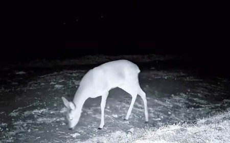 Ganos Dağı'nda fotokapanla kurt, karaca ve porsuk görüntülendi