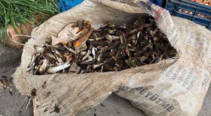 Doğada kendiliğinden yetişiyor! Kilosu 250 liradan satılıyor