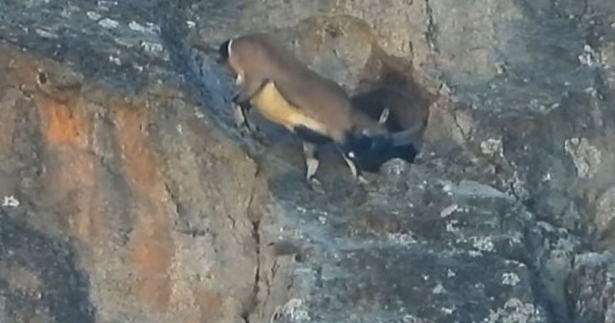 Dağ keçisi şaşkına çevirdi: Dev boynuzlarıyla dar mağaraya böyle girdi