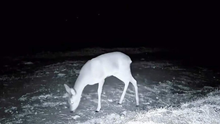 Ganos Dağı'nda fotokapanla kurt, karaca ve porsuk görüntülendi