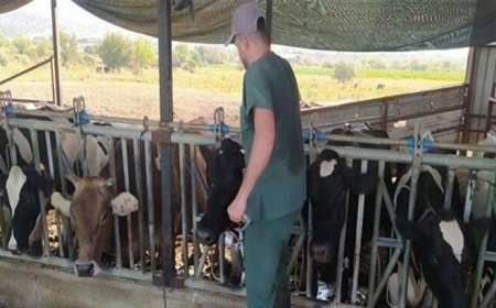 Aydın’da 17 mahallede karantina tedbirleri alındı! Hayvan giriş çıkışı yasak