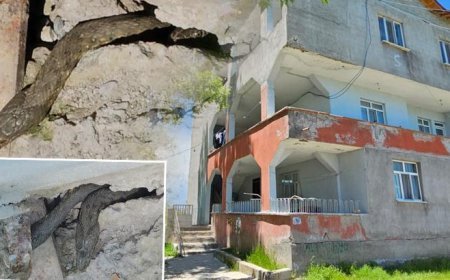 Boyları tam 3 metre! Yılanlar tüm evi sardı, aile çaresiz: Geceleri uyuyamıyoruz