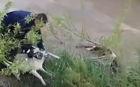 Çaya düşen köpeği, elini ısırmasına rağmen kurtardı