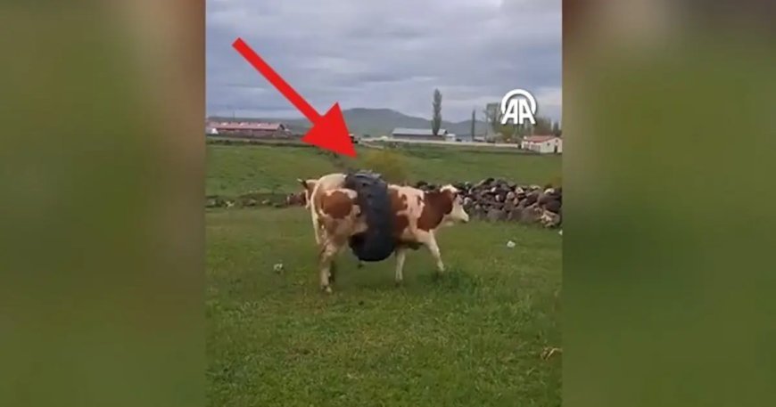 İneğin gövdesine sıkışan traktör lastiği görenleri şaşırttı