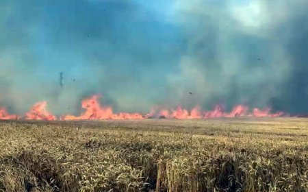 Tekirdağ'da 100 dekar buğday tarlası yandı