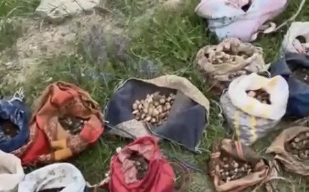 İzinsiz salep toplayan 10 kişiye 6 milyon 992 bin TL ceza