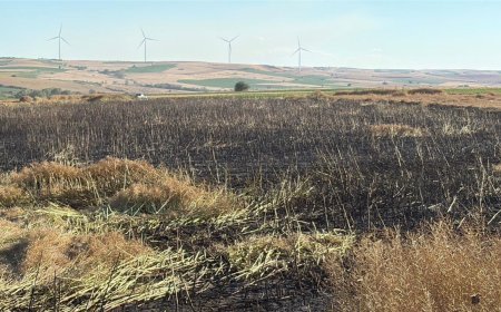 Tekirdağ'da 60 dönüm buğday ve kanola ekili alan yangında zarar gördü